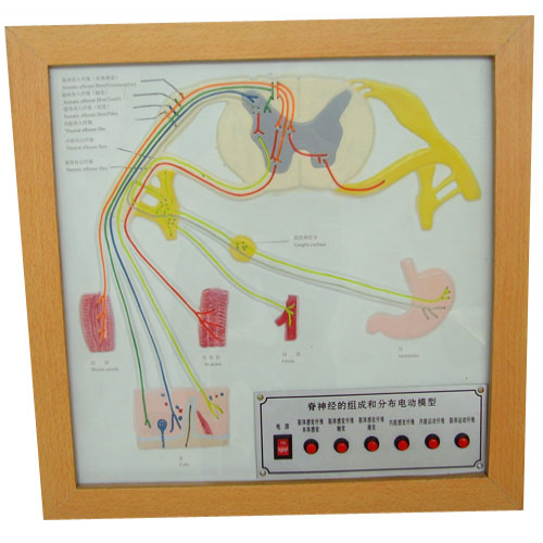 脊神經(jīng)的組成和分布電動模型
