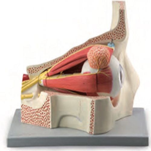眼球與眼眶附血管神經(jīng)放大模型（11部件）
