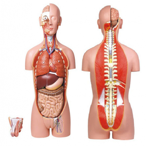 男、女兩性人體背部開放式半身軀干模型（87cm/27件）